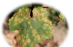 Mildiou de la vigne البياض الزغبي أو الميلديو على أشجار الكروم