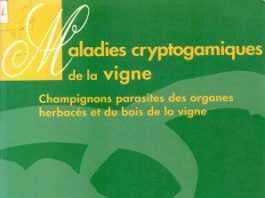 Maladies cryptogamiques de la vigne champignons parasites des organes herbacés et du bois de la vigne