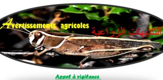 Les criquets locauxالجراد المحلي