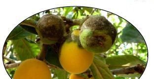 Tavelure du néflier التبقع على اشجار الزعرور