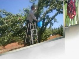 أبواب مفتوحة حول زراعة الكرز