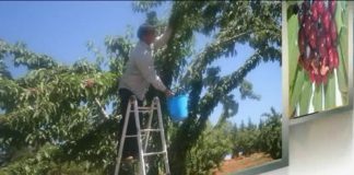 أبواب مفتوحة حول زراعة الكرز