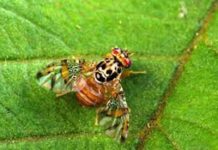 التنبيهات الزراعية : ذبابة البحر الابيض المتوسط على الحمضيات