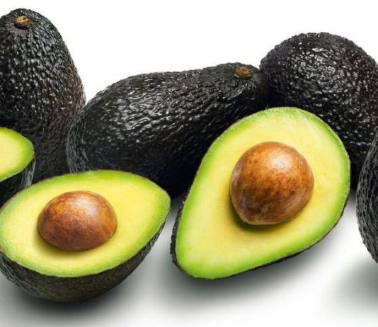 Journée portes ouvertes sur la culture de l’avocatier