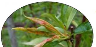 Cloque-du-pêcher تجعد أوراق أشجار الخوخ