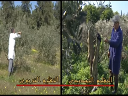 التقليم التجديدي لشجرة الزيتونTaille de régénération et de formation de l’olivier