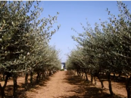 إنشاء حقل الأمهات للزيتون Création d’un Parc à bois Olivier