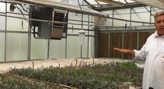 تكاثر الزيتون بتقنية العقل الغدة Bouturage herbacé