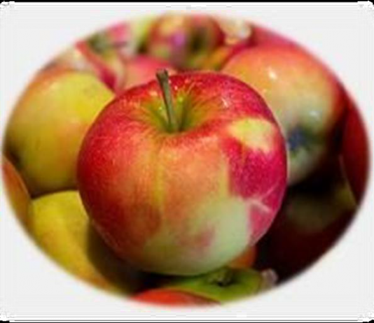 ANALYSE SENSORIELLE DES POMMES