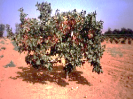 أبواب مفتوحة حول تطعيم الفستق الحلبي