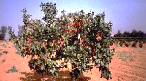 أبواب مفتوحة حول تطعيم الفستق الحلبي