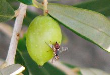 mouche de l’olivier