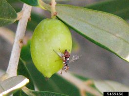 mouche de l’olivier