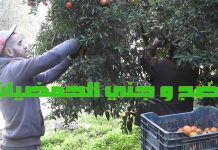 نضج الحمضيات و الممارسات الجيدة للجني
