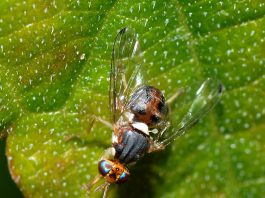 ذبابة الزيتون الانذار الاول