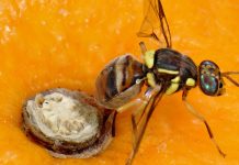 ذبابة الفواكه على الحمضيات