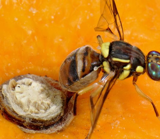 ذبابة الفواكه على الحمضيات